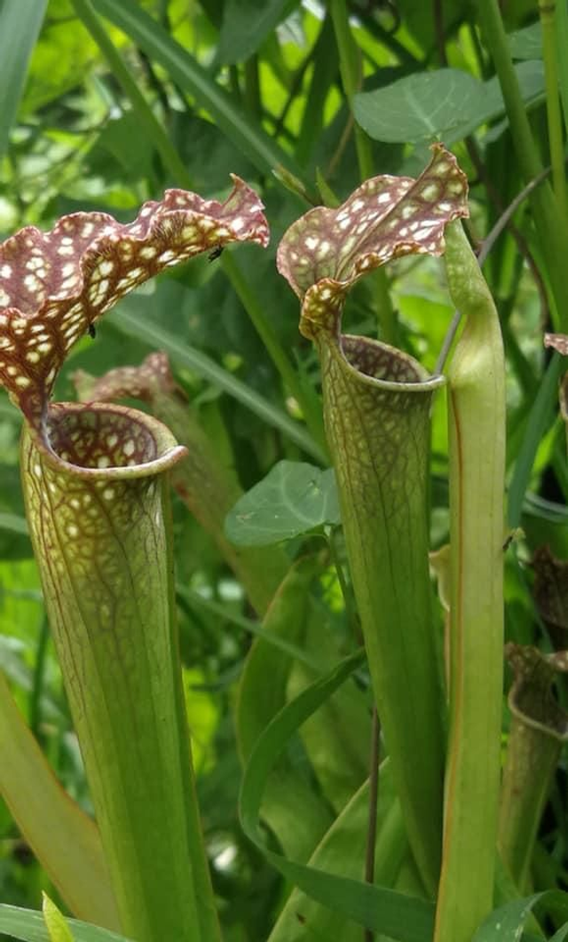 Sarracenia x readii &#039;Farnhamii&#039;