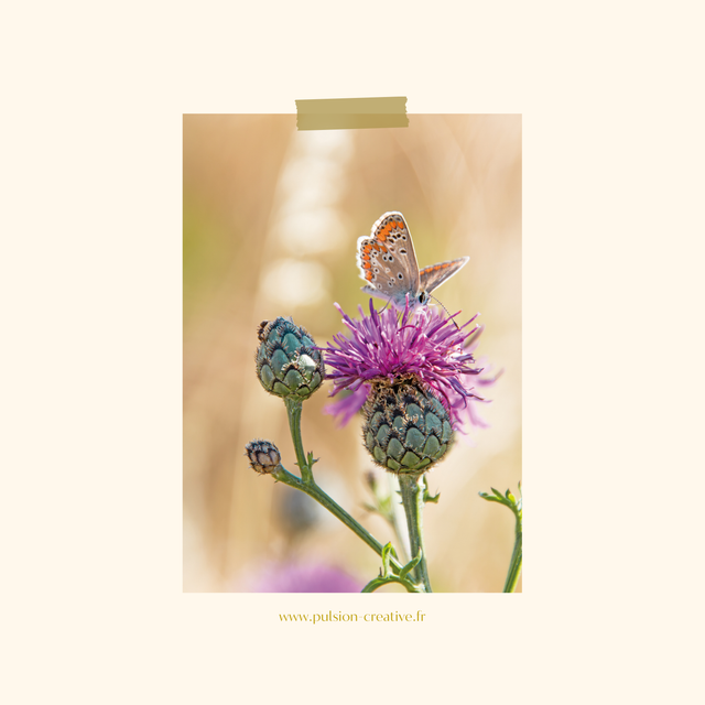 Carte postale photographie #5 Papillon