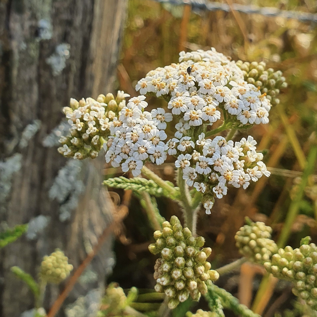 Achillée millefeuille (Achillea millefolium )