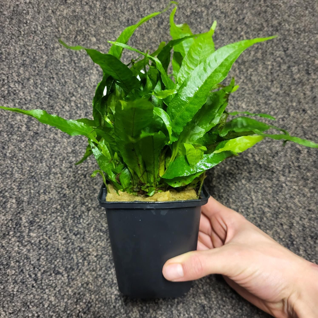 Microsorum Pteropus P9 Pot 