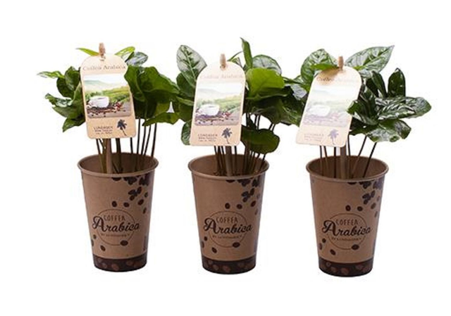 A11 . Coffea arabica