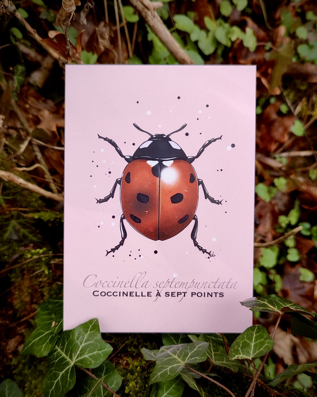 Coccinelle à sept points - Carte format A6