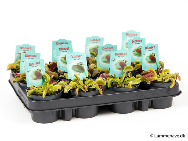 G01 . Dionaea muscipula