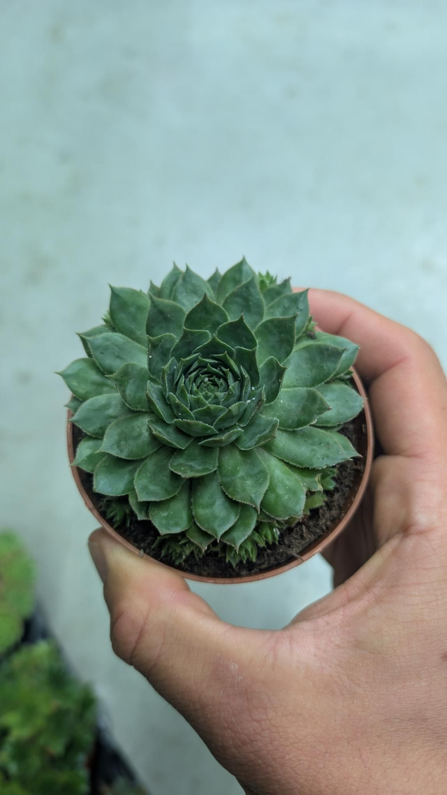 Sempervivum mixte 