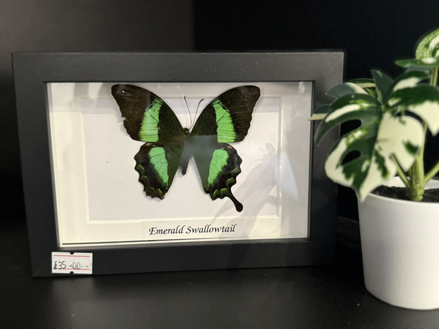 Emerald Swallowtail