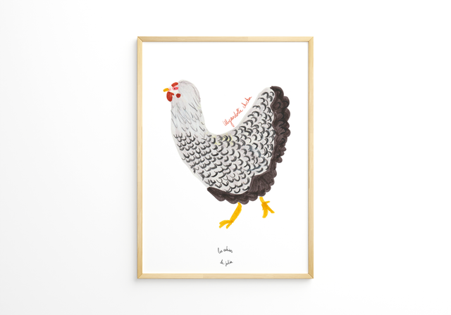 Poule Wyandotte - A5