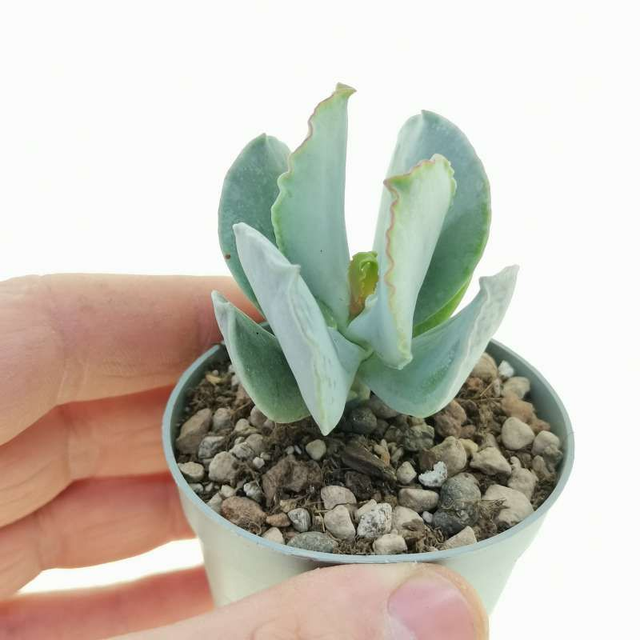 D74 . Cotyledon orbiculata