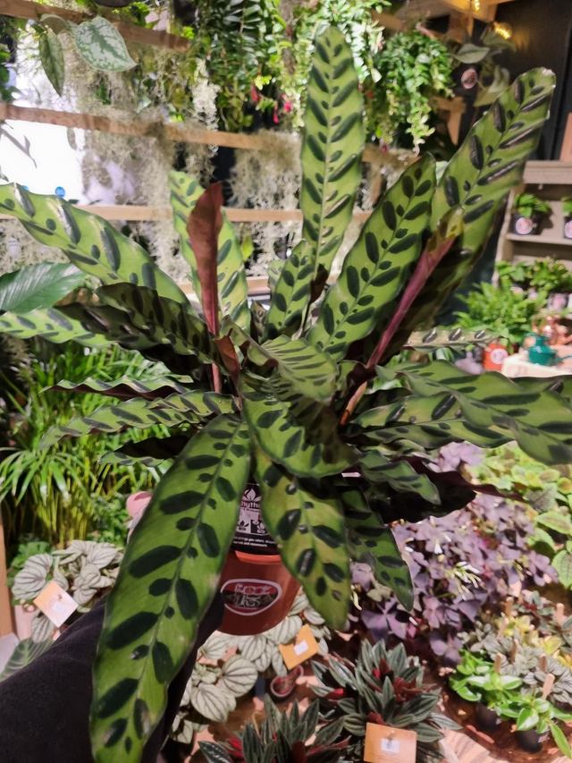 Calathea lancifolia 17cm pot 