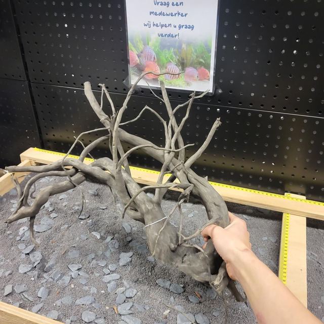 Sf black spiderwood XL 8715897342431