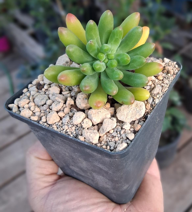 D117 . Sedum Pachyphyllum