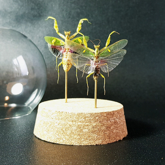 Creobroter gemmatus (couple)