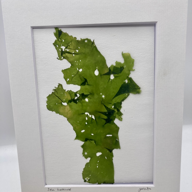 Real Pressed Seaweed 