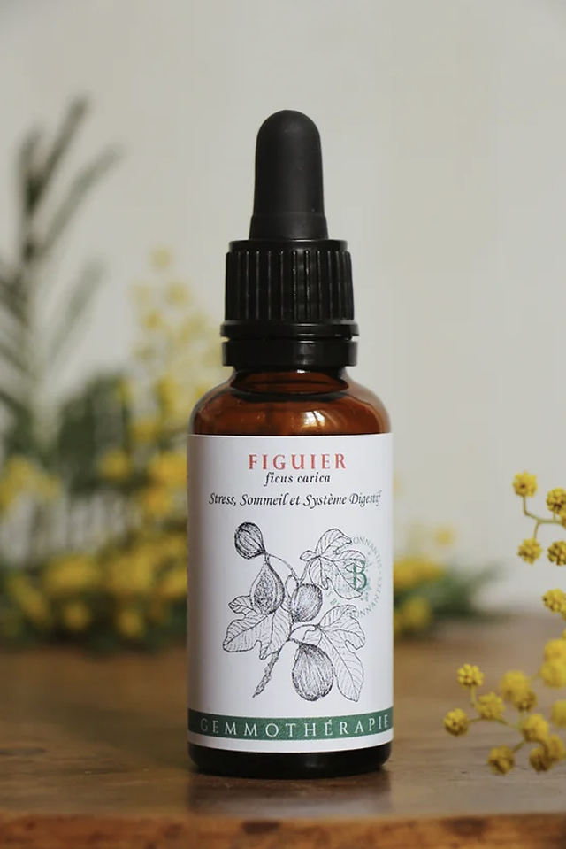 Figuier Gemmothérapie