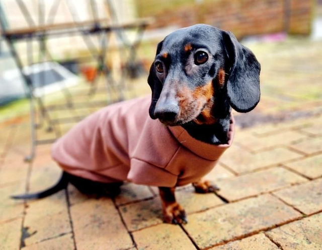 Handmade dog sweatshirt