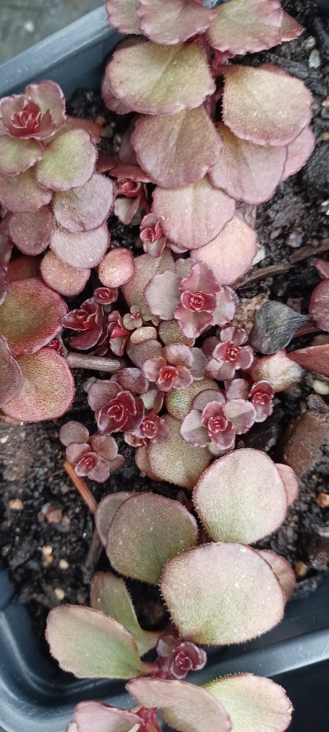 Sedum spurious Voodoo