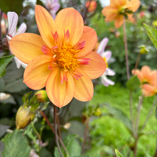 Kelsey Annie Joy 253