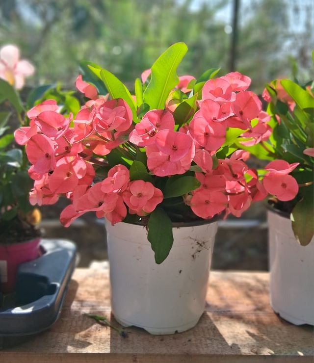 P21 . Euphorbia Milii gigante