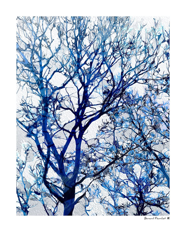 Arb14 - Silvanum Blavus