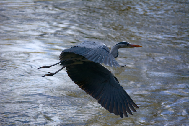 A4 Heron in Flight - Photoprint Unframed
