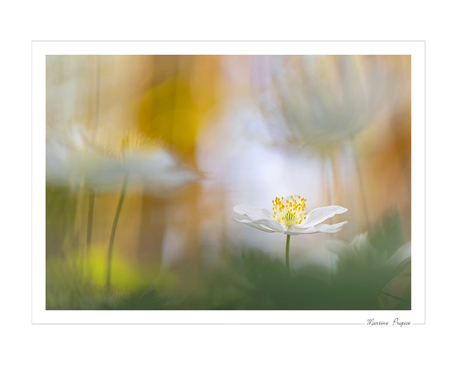 C228 - Anémone Sylvie