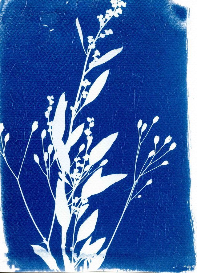 Cyanotype #4