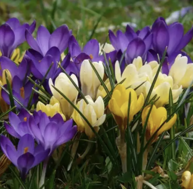 Enkel leverbaar nov-febr: 10 krokusbollen voor 8 euro