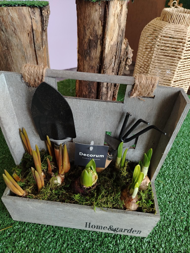 Composizione bulbi di narciso con attrezzi