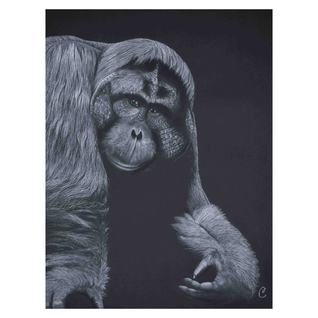 Orang-outan de bornéo - Aquarelle originale