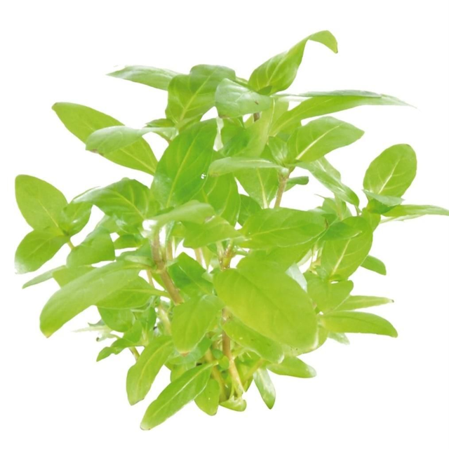 Easygrow Staurogyne repens 8715897322808