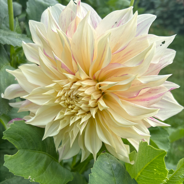 Cafe Au Lait Twist 184