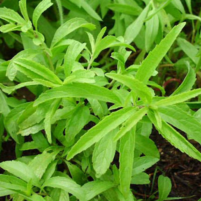 Lemon Mint (Monarda Cotriodora)