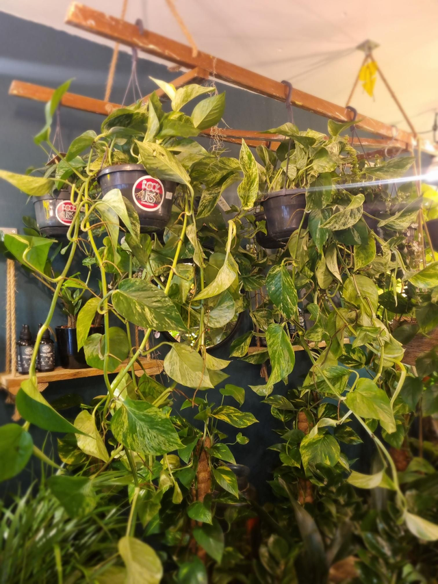 pothos, Marble queen hanging plant 