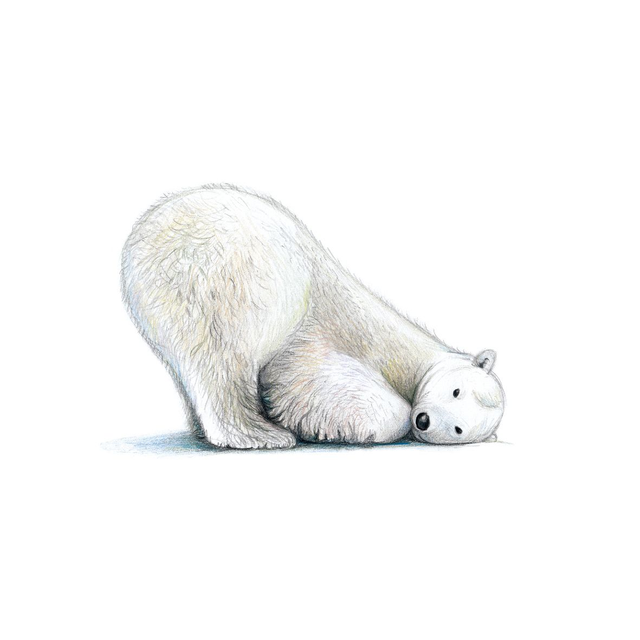 Polarni medved