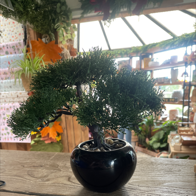 Bonsai Tree