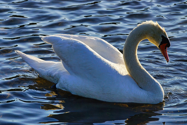 Cygne sur l'étang