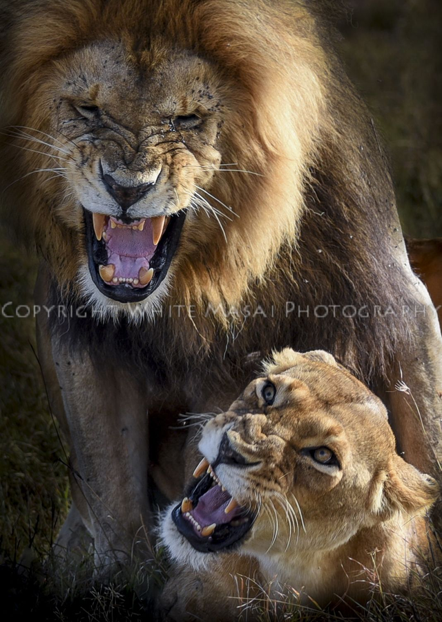 You are going to hear me roar!