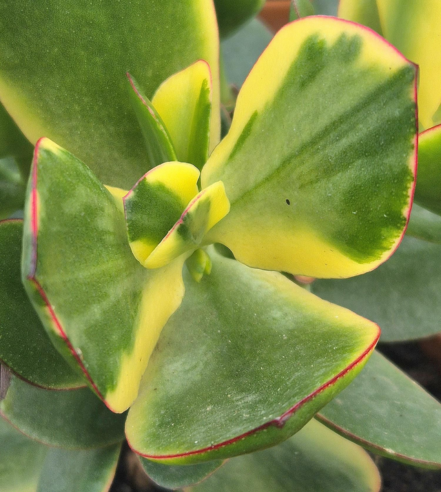 Crassula &#039;Bluebird Variegata&#039;