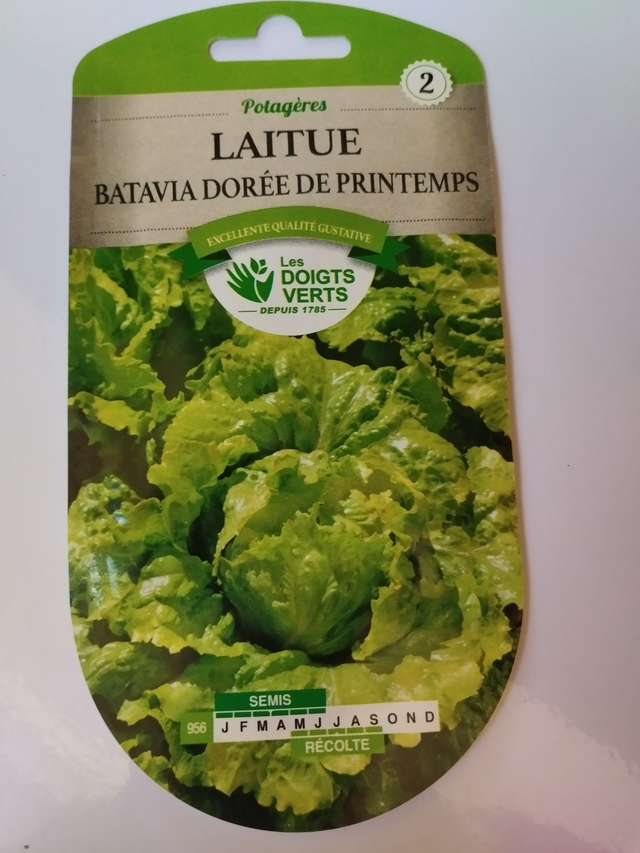 Laitue Batavia dorée de printemps