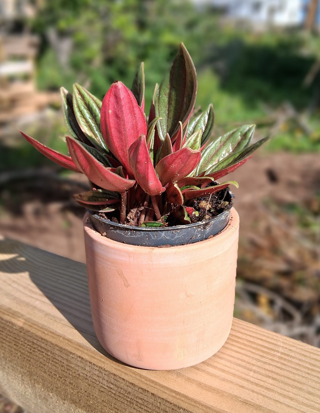 C72 . Peperomia caperata 'Rosso' in "mini cachpot terra di Siena"