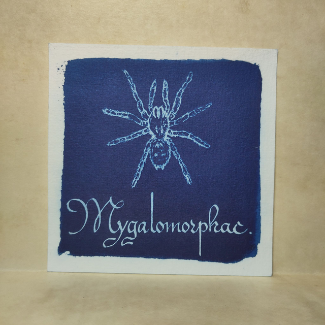 Cyanotype Mygalomorphae, l'araignée