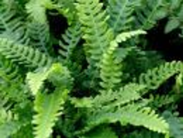 Blechnum spicant -Deer Fern  P9