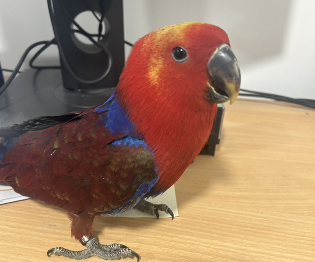 Hand Reared Female Eclectus Parrot