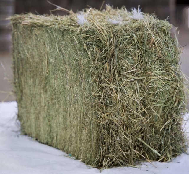 Hay Longmeadow Quality High density 20kgs ragwort free guarantee 