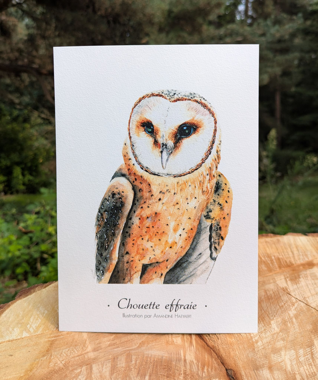 Tirage Chouette effraie