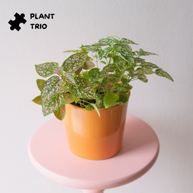 Hypoestes Mania 🌿