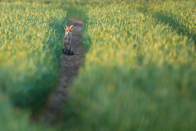 "Early Morning Fox" Print    