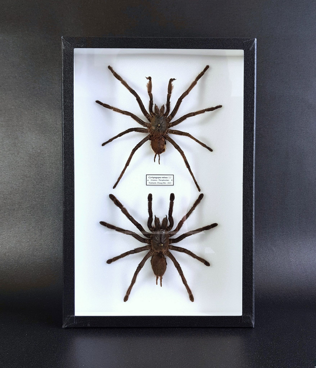 Cyriopagopus minax (couple)