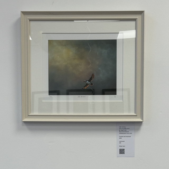 Safe Harbour - (Puffin)