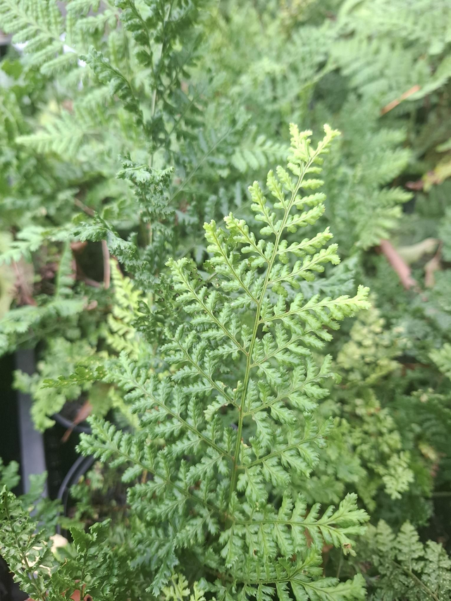 Dryopteris dilitata 'Lepidota Crispa Cristata'