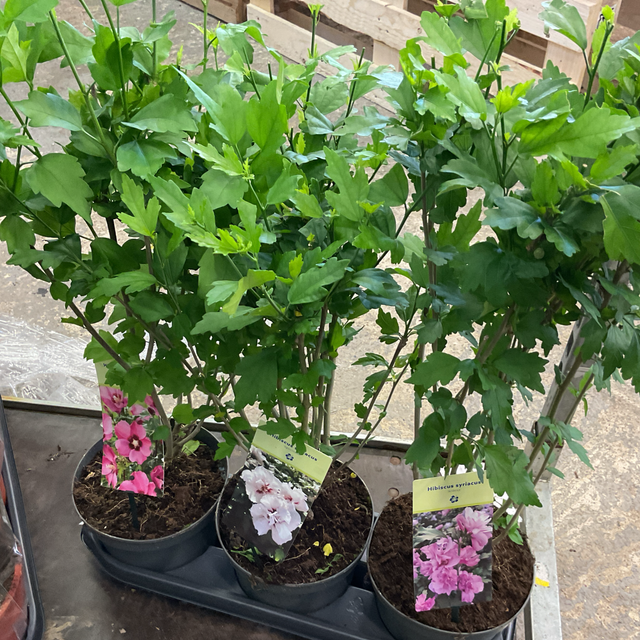 Hibiscus syriacus 